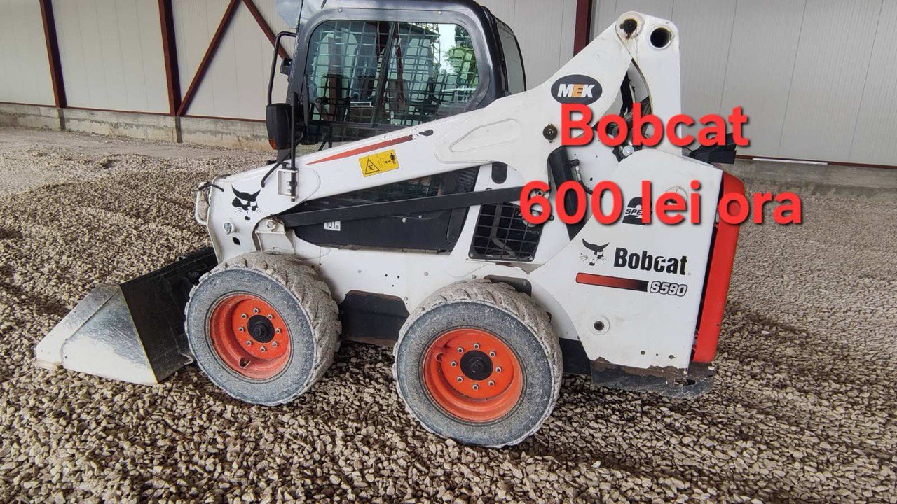 Bobcat